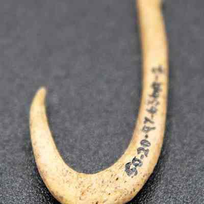 Closeup of fishhook with original accession number: The image shows an ancient, cream-colored fish hook on a dark background, with numbers inscribed along its curved surface.