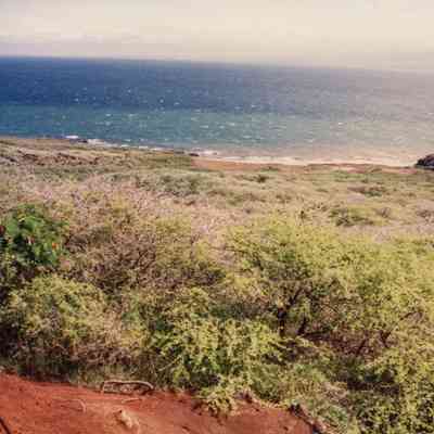 Kiawe trees (algaroba)
