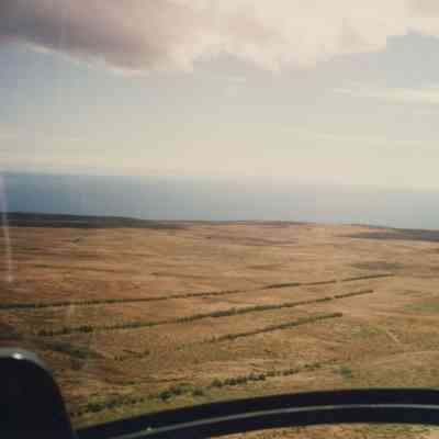 Hardpan terrain and trees