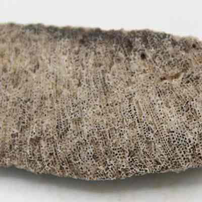 Closeup of side of coral abrader: The image shows a piece of textured, porous fossilized coral with a light brown color placed against a plain white background.