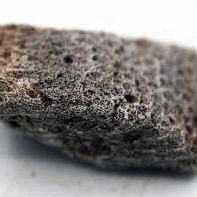 Closeup of coral abrader: The image shows a close-up view of a porous, brownish coral with an intricate, textured surface, resting on a light-colored background.