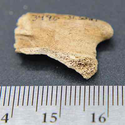 Closeup of a small piece of worked bone with ruler: The image shows a small, weathered, bone fragment with hand-written numbers laying next to a ruler for scale.