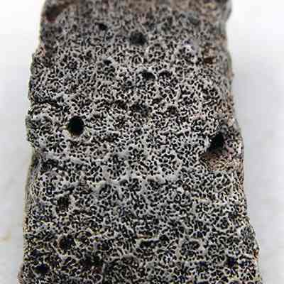 Closeup of coral abrader: The image shows a close-up of an intricately textured porous coral, with a series of small holes.