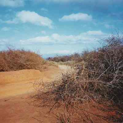 Brush piles on both side of dirt road