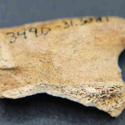 Closeup of small piece of worked bone with visible alternate id number: The image shows a small, weathered bone fragment with rough edges and a number inscribed on it, resting against a plain, dark background.