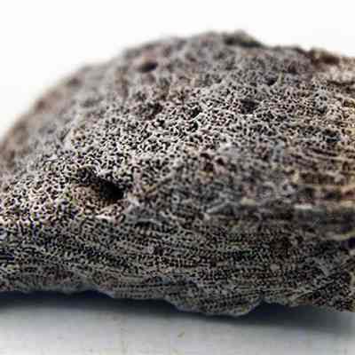 Closeup profile of coral abrader: Original size: 3.3 cm x 1.3 cm; Original format: Artifact; Resolution: 150 dpi