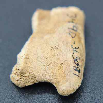Lengthwise closeup view of worked bone with visible alternate id number: The image depicts a fragment of an ancient bone with partially visible black inscriptions, resting on a dark surface. The bone's texture appears rough.