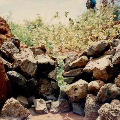 Check dam with a plant