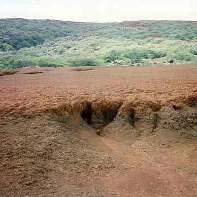 Hardpan with kiawe in background