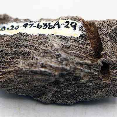Coral abrader with original accession number: The image shows a textured, brownish coral fossil with intricate patterns, featuring number and letters in black ink on a  white background.