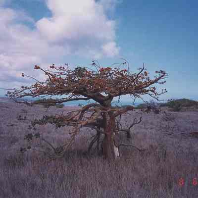 Wiliwili tree in bloom