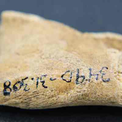 Closeup of a small piece of worked bone with visible alternate id number: The image shows a small bone fragment resting on a black surface, featuring handwritten numbers in black ink along its rough surface.