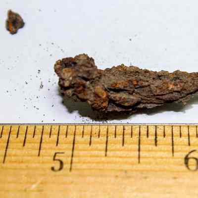 Close up of rusty nail: A small, rusty metal object is placed on a white surface above a wooden ruler, indicating its size around 1.25 inches in length.