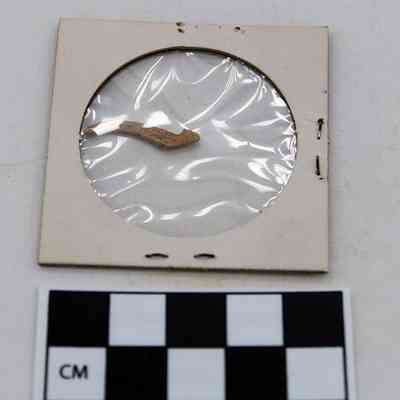 Side of part of fishhook: The image shows a small, brown fossil fragment encased in a clear, circular plastic cover within a cardboard frame, alongside a black and white centimeter scale.