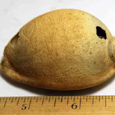 Closeup of a slightly damaged cowrie shell (leho) lure: Original format: Artifact