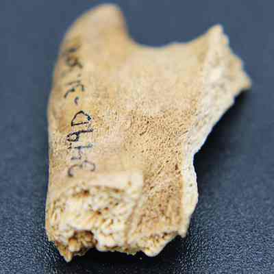 Closeup of small piece of worked bone with visible alternate id number: A close-up image shows a textured, weathered bone fragment with some black inscriptions, placed against a dark background surface, highlighting its detailed surface.