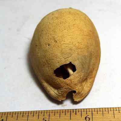 Closeup of a slightly damaged cowrie shell (leho) lure lengthwise: Original format: Artifact