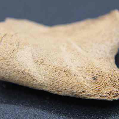 Lengthwise closeup of small piece of worked bone: The image shows a close-up of a textured, triangular, beige piece of bone, placed on a dark surface, highlighting its detailed ridges.