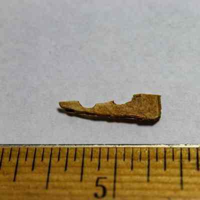 Tiny piece of worked bone: The image displays a small, irregularly shaped bone fragment on a light background beside a ruler, indicating its tiny size.