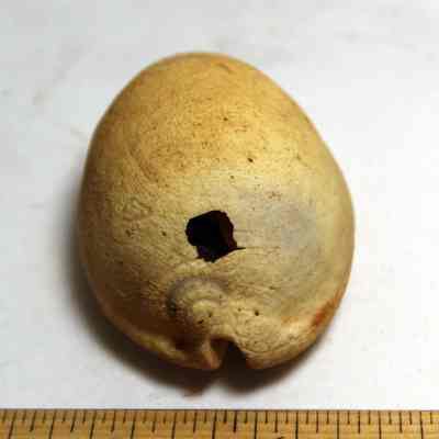 Closeup of slightly damaged cowrie shell (leho) lure lengthwise: Origformat: Artifact