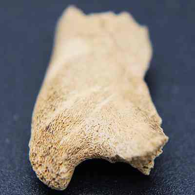 Close up of small piece of worked bone: The image shows a close-up view of a small, weathered bone fragment with a rough texture, resting on a flat, dark surface.