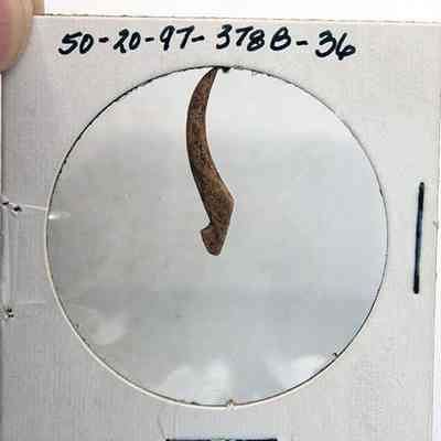 Closeup of part of a fishhook: A small, brown object, possibly an artifact or bone fragment, is mounted inside a paper frame labeled with numbers at the top.