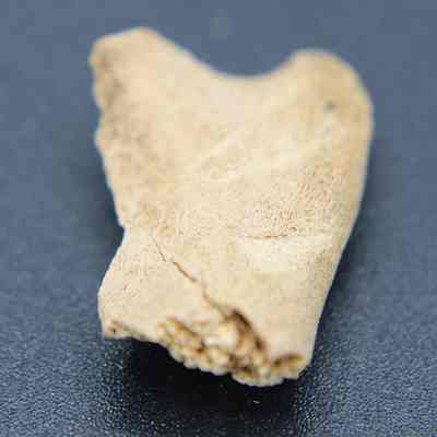 Small piece of worked bone: The image shows a small, irregularly shaped bone fragment resting on a dark, textured surface, with visible detail and natural discoloration.