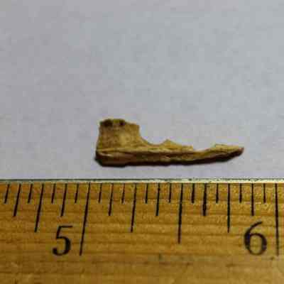 Tiny piece of worked bone: A small, irregularly shaped piece of bone is placed on a flat surface with a wooden ruler below, measuring about .75 inches in length.