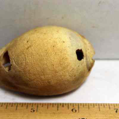 Closeup of slightly damaged cowrie shell (leho) lure at an angle: Origformat: Artifact