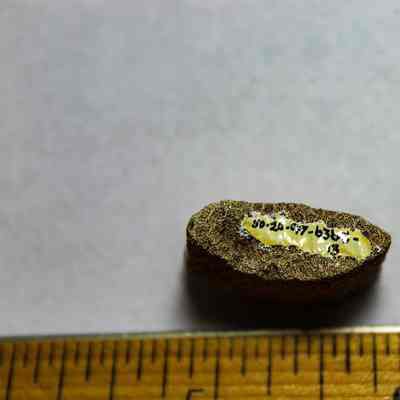 Broken end of a coral abrader with identifying numbers: The image shows a small, textured object with handwritten text on it, placed above a wooden ruler for scale, highlighting its size.