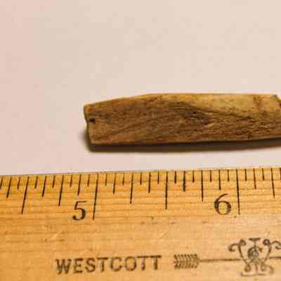 Portion of an echinoid abrader: The image features a small, weathered echinoid fragment resting against a wooden ruler marked in inches, labeled "WESTCOTT," indicating its approximate size.