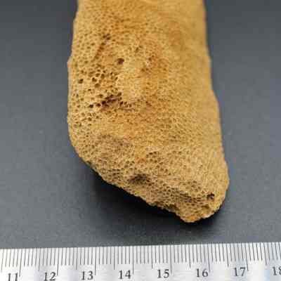 Lengthwise view of a coral abrader with a ruler: The image shows a textured coral abrader with a porous surface, placed alongside a ruler for scale on a dark background.