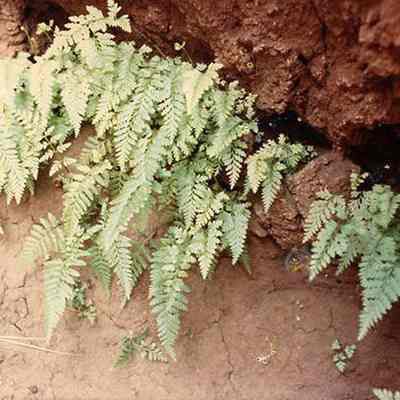 Fern within hard pan