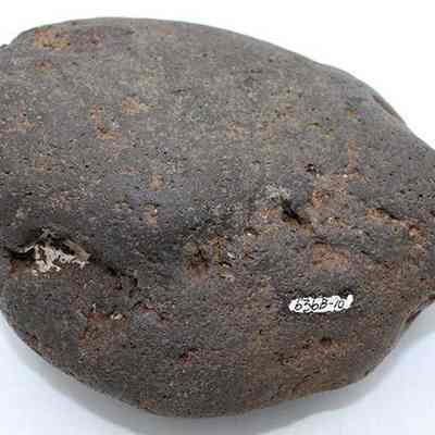 Closeup of hammerstone with number: A large, somewhat oval, dark-brown rough-textured rock with a small white label sits against a plain, light background.