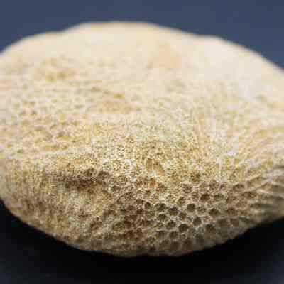 Coral disc