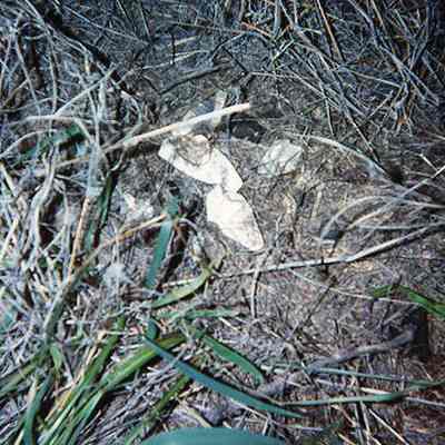 Porcelain pieces on ground