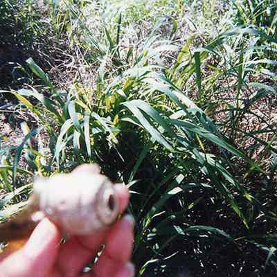 Unidentified object held in hand