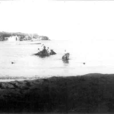 Whale boat-loading cattle