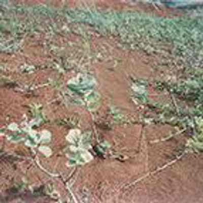 Pohinahina plantings: Origsize: 3.5" x 5"; Origformat: Print-Photographic; Resolution: 200 dpi