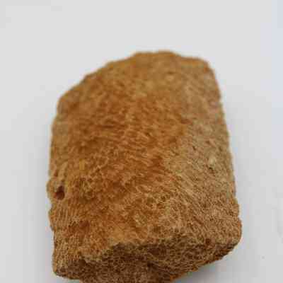 Soiled coral abrader: The image shows a textured coral abrader with a rough surface, partially encased with reddish soil,  used in ancient crafting techniques.
