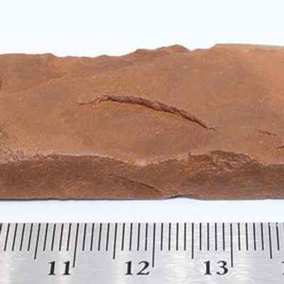 Profie of basalt adze and ruler: The image shows a rectangular, reddish-brown adze placed on a white surface, with a metal ruler beneath it for scale.