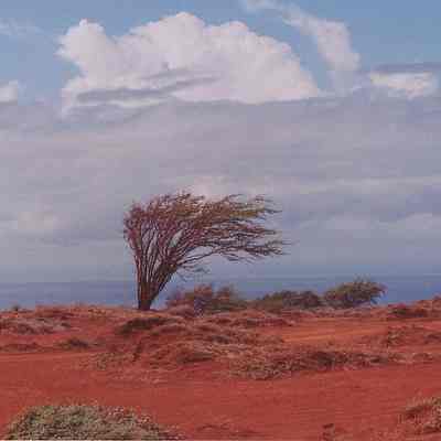 Lone kiawe tree on hardpan