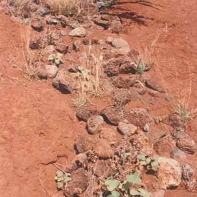 Grass & plants amongst rocks