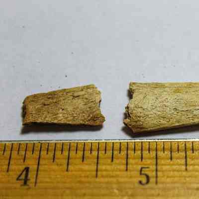 Cut Mammal Bone