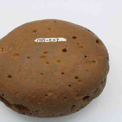 Worked cobblestone with an identification number handwritten on it: The image shows a worked cobblestone, with a label marked "1955-7.47," displaying a textured and pitted surface.