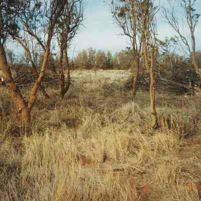 Brush piles and trees in the Luamakika area