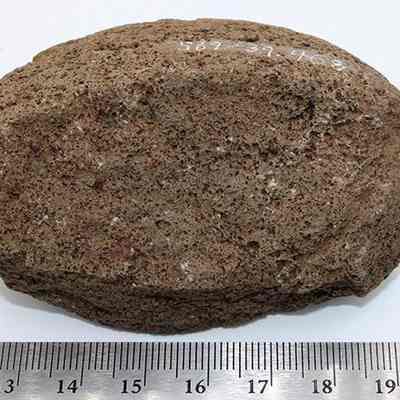 Profile of an 'ulu maika fragment with a ruler & visible alternate id number: A brown, porous rock is placed on a white surface, with a ruler below indicating its size, measuring approximately 7 centimeters in diameter.