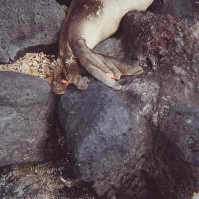 Monk seal-closeup of tail