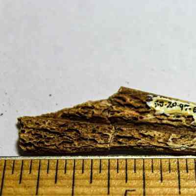 Two pieces of cut mammal bone fitted together with an identification number in black ink: Small, porous bone fragments together resting against a ruler for scale, with handwritten numbers on its surface, set on a plain background.