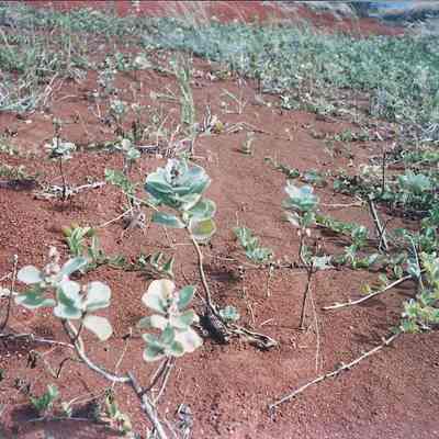 Pohinahina plantings